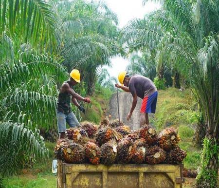 Ilustrasi harga sawit di Riau turun pekan ini (foto/int)